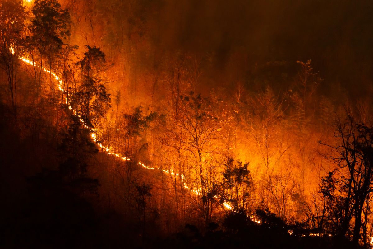 LA Fire I openvoicenews.uk
