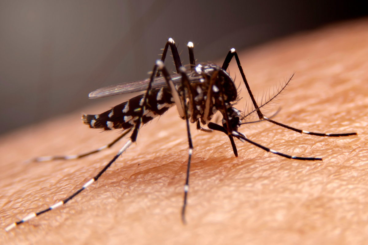 Dengue Cases in Valenzuela Show Notable Decline Amid Health Initiatives