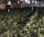 Cannabis Gang Exploits Abandoned Shopping Centre for £1.8m Drug Operation